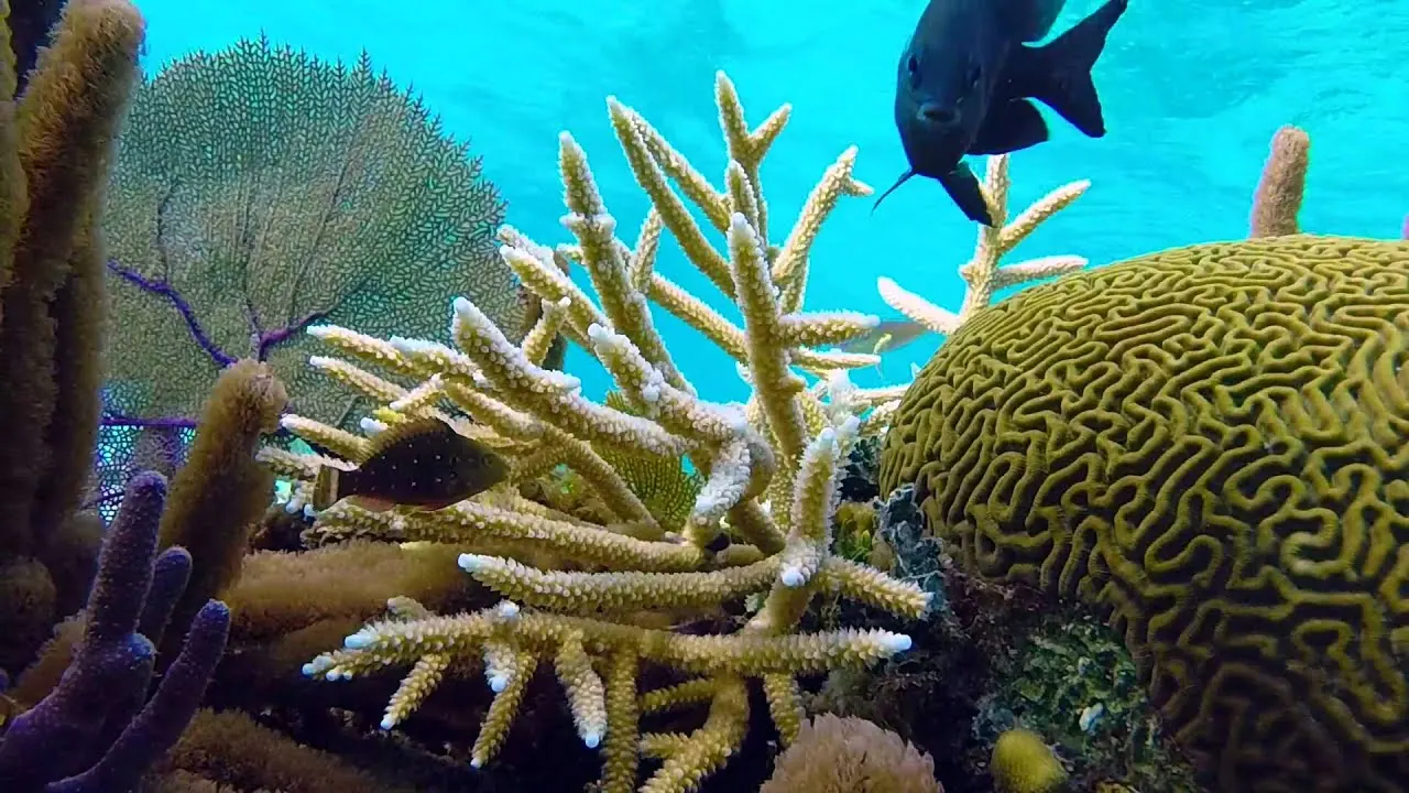 Snorkelling