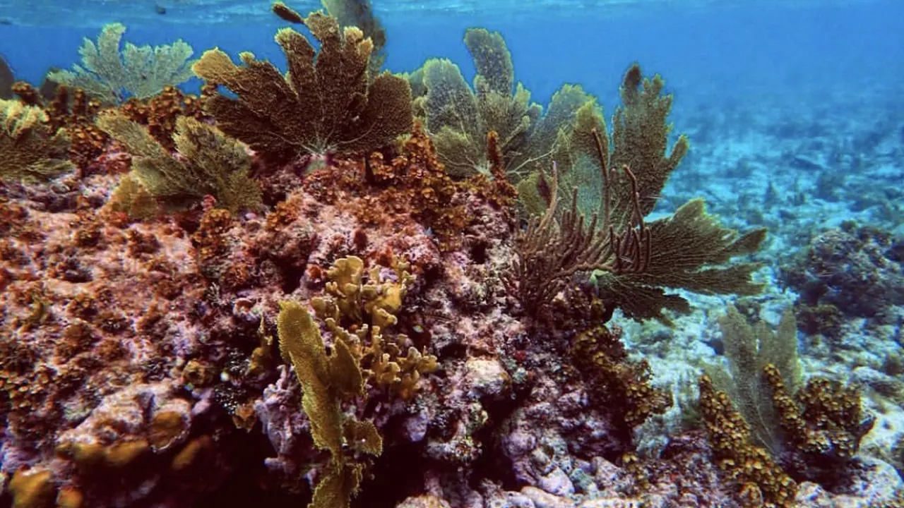 Coral and sea fans at Coral Gardens