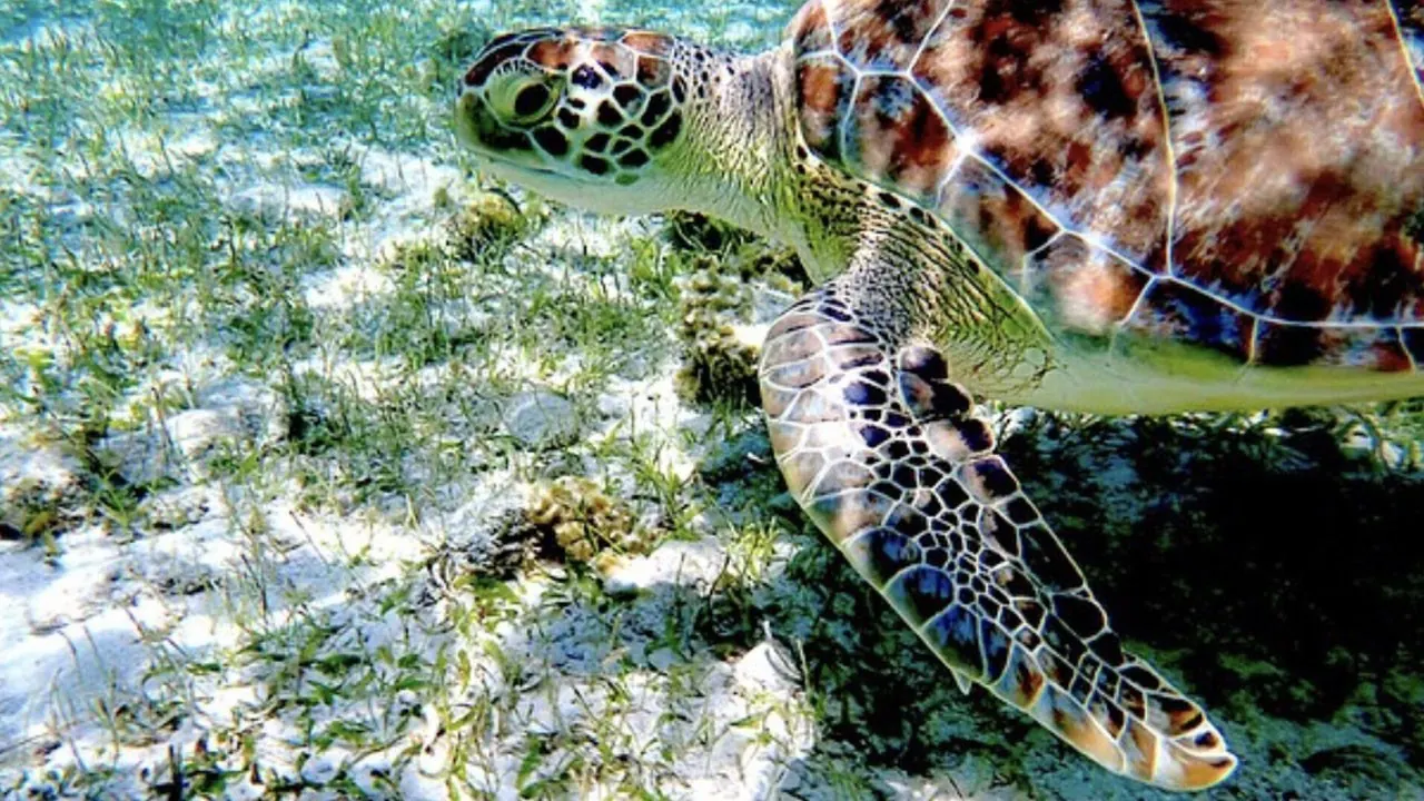 Best Snorkeling Grand Cayman: Unforgettable Places to Explore
