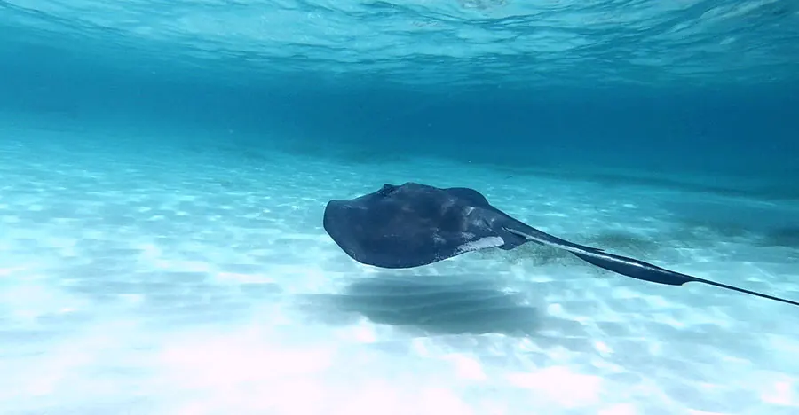 Southern stingray gliding underwater