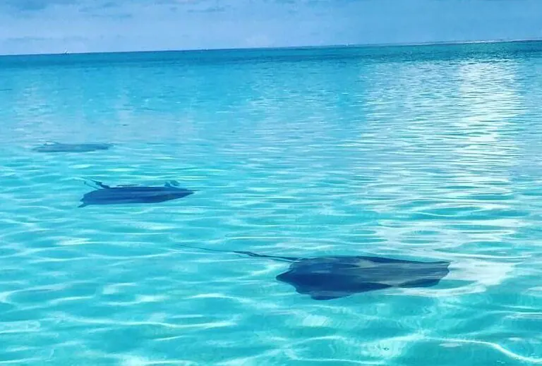 Southern stingrays in shallow water at the Sandbar